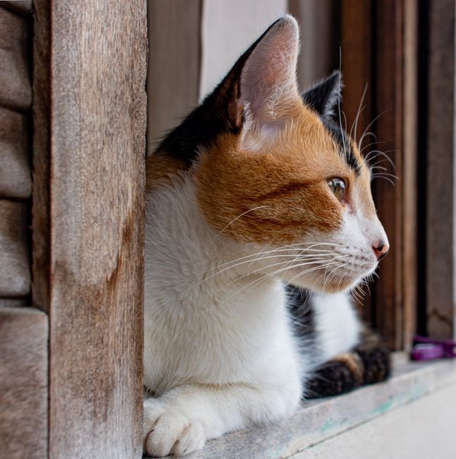 coping cat workbook pdf
